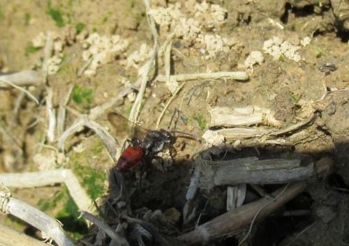 Nomada sp.