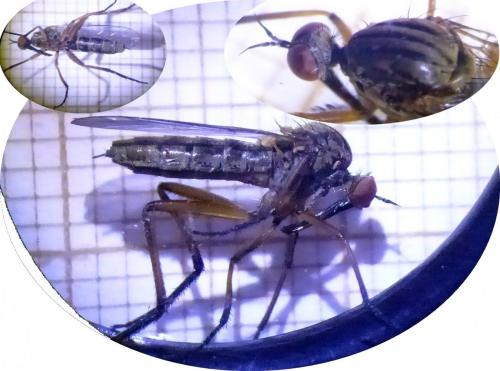 Réf. 179 706 : Empis livida