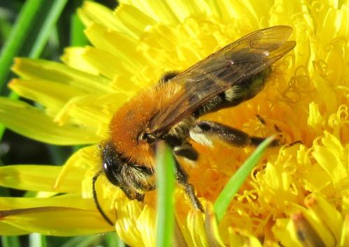 Andrena nitida