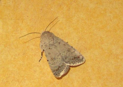 Réf. 179 657 : Caradrina clavipalpis