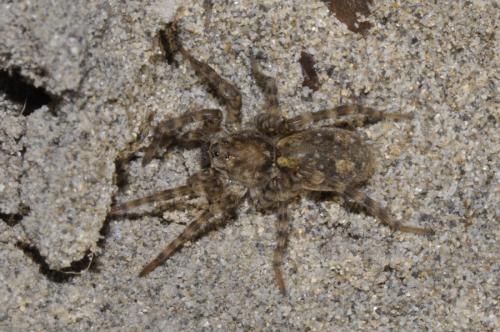 Arctosa sp.