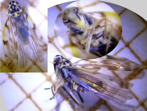Réf. 179 715 : Eupteryx urticae