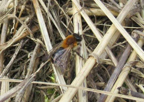 Réf. 179 149 : Andrena sp.