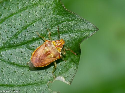 Réf. 179 763 : Podisus sp.
