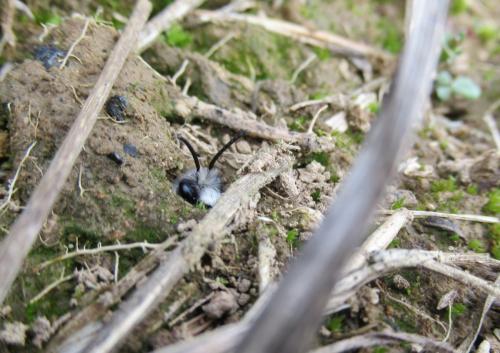 Andrena cineraria