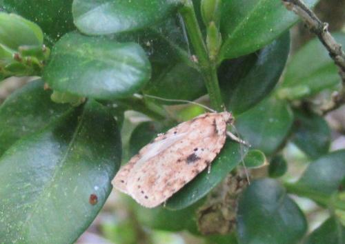 Agonopterix arenella