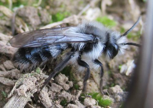 Andrena cineraria