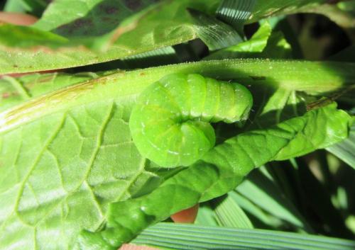Phlogophora meticulosa