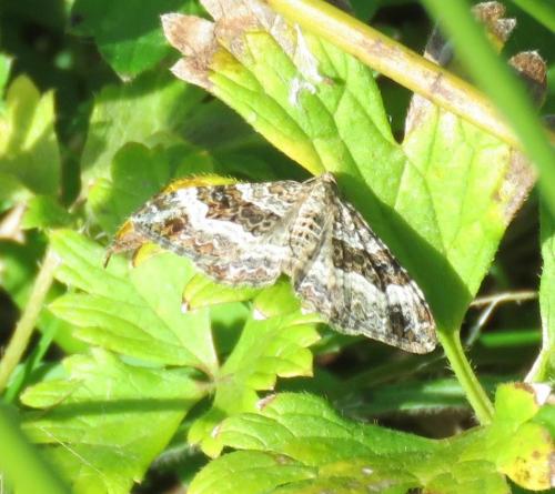 Epirrhoe alternata