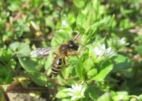 Andrena flavipes