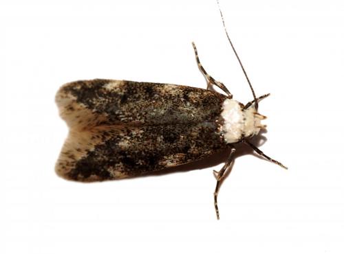 Réf. 179 153 : Endrosis sarcitrella
