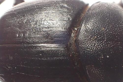 Onthophagus tricornis