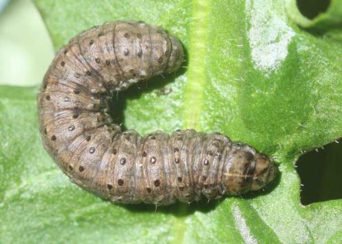 Agrotis clavis