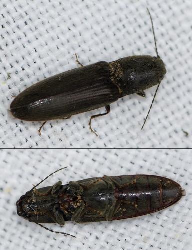 Réf. 179 362 : Athous haemorrhoidalis