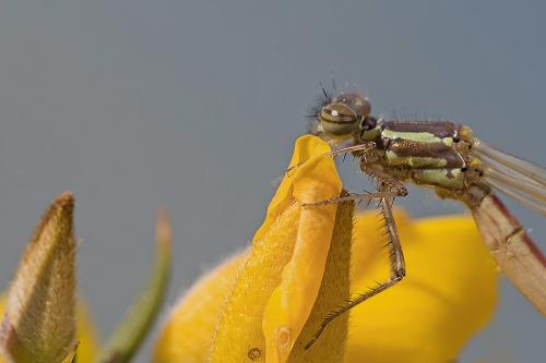 Pyrrhosoma nymphula