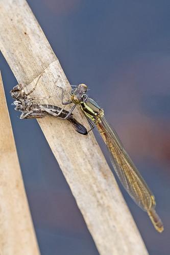 Pyrrhosoma nymphula
