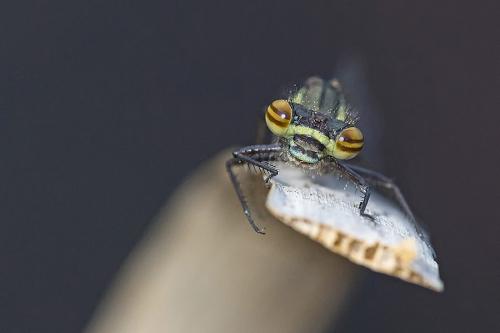 Pyrrhosoma nymphula