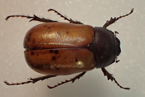 Miridiba sp.