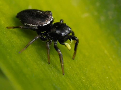 Réf. 179 211 : Heliophanus sp.