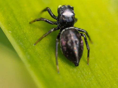 Réf. 179 212 : Heliophanus sp.