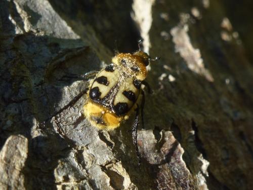 Réf. 179 313 : Trichius sp.