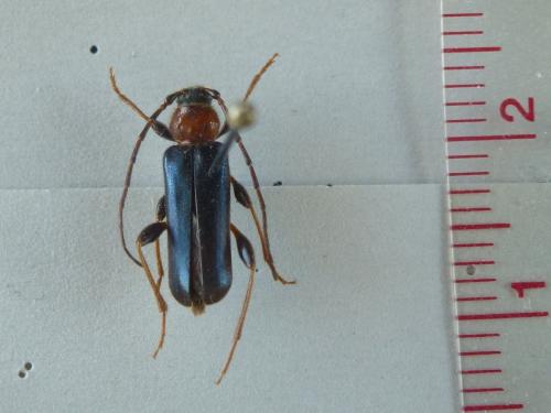 Phymatodes testaceus
