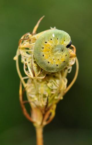 Tenthredo sp.