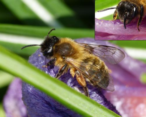Réf. 179 447 : Andrena nigroaenea