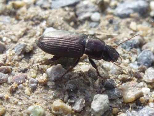 Harpalus distinguendus