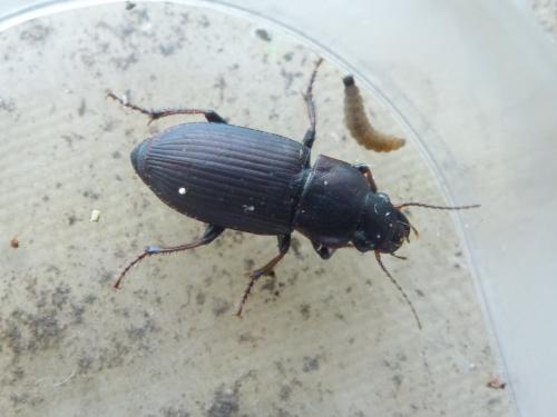 Harpalus distinguendus