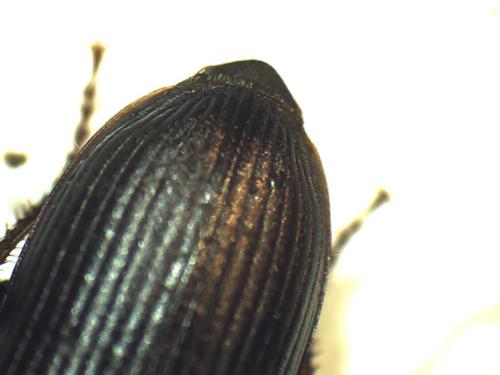 Réf. 179 306 : Harpalus distinguendus