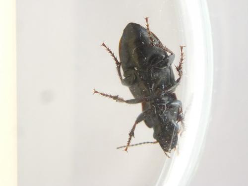Harpalus distinguendus
