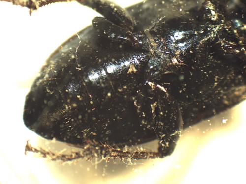 Réf. 179 354 : Harpalus distinguendus