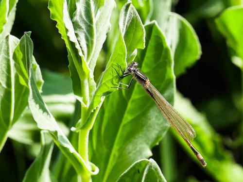 Ischnura elegans