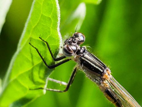 Réf. 179 451 : Ischnura elegans