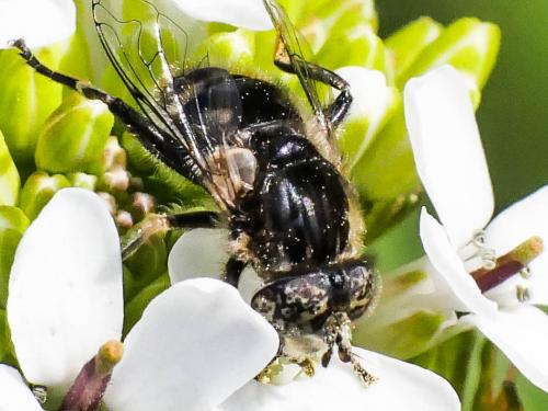 Réf. 179 481 : Eristalinus sepulchralis