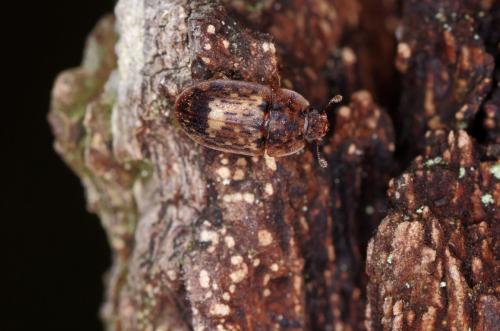 Réf. 179 965 : Soronia grisea