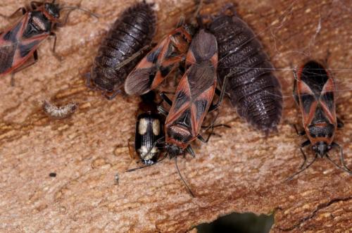 Arocatus roeselii
