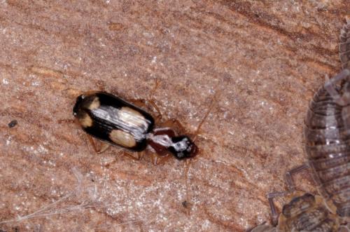 Réf. 179 867 : Dromius quadrimaculatus