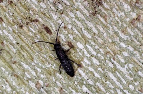 Tomocerus minor