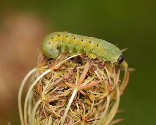 Tenthredo sp.