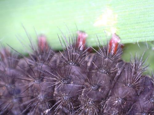 Melitaea cinxia