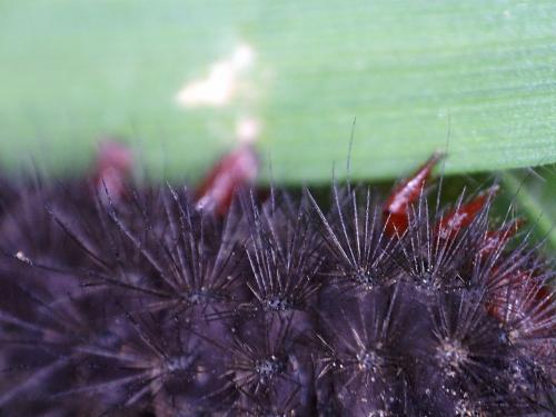 Melitaea cinxia