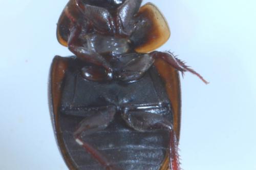 Anacaena globulus