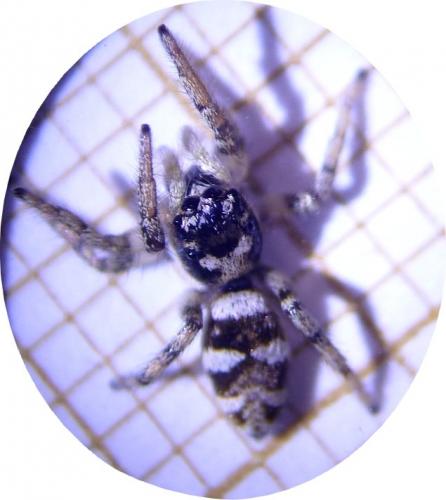 Salticus scenicus