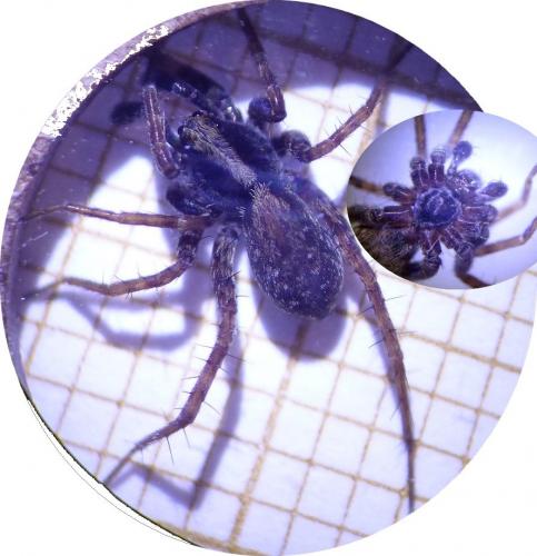 Pardosa sp.