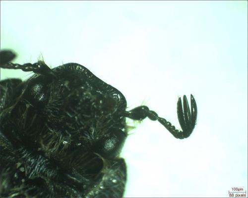 Réf. 179 357 : Hoplia philanthus