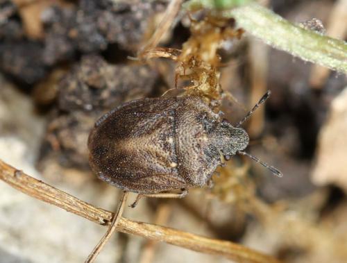 Réf. 179 933 : Podops inunctus