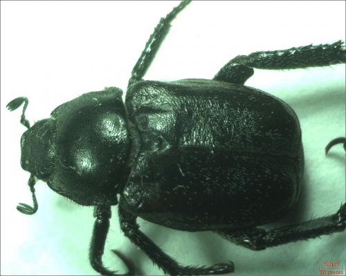 Réf. 179 356 : Hoplia philanthus