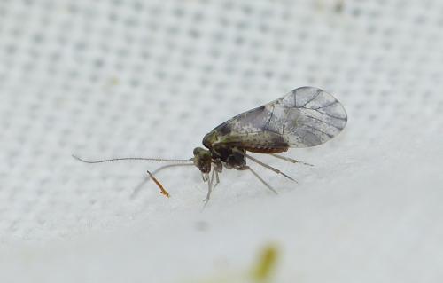 Réf. 179 241 : Loensia fasciata